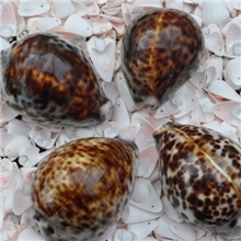 天然海螺贝壳工艺品饰品挂件海边旅游纪念品花点大螺批发地摊热卖