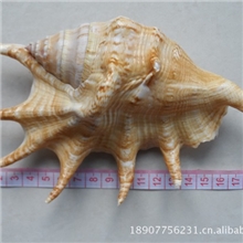 天然海螺贝壳工艺品大螺特色摆件装饰品海边旅游纪念品蜘蛛螺批发