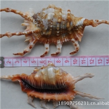 天然海螺贝壳工艺品饰品挂件海边旅游纪念品蜘蛛大螺批发地摊热卖