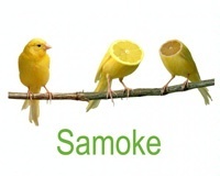 饱满、纯正的天然柠檬口味