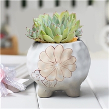 爱家惠儿多肉花盆韩国花盆陶瓷手工花盆超萌