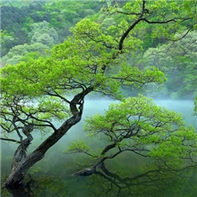 墙纸壁画，树林画，自然风景壁画