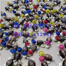 地摊热卖海螺贝壳艺品博士龟小海螺做成的小乌龟海螺贝壳批发