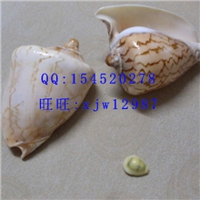镇摊之宝山水螺大海螺纯天然海螺贝壳收藏放鱼缸可听大海声音