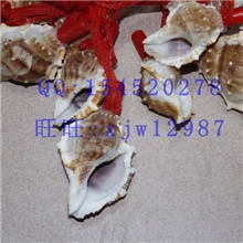 小螺号海螺哨子摆地摊卖给小孩小吹号批发义乌新奇特产品批发