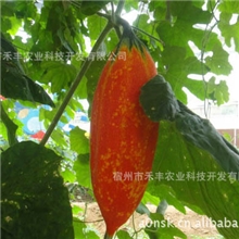 入口滑嫩清爽具有补血健胃之功效的保健变色瓜种子