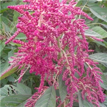 偉哥蔬菜雪樱子種子