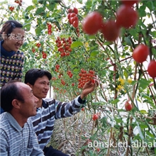 降血脂血压防癌症促发育延衰老减皱纹-千禧小番茄-圣女果种子