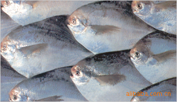 冰鲜鲳鱼