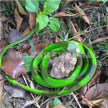 tpr软胶蛇假蛇仿真眼镜蛇模型整蛊道具1.2米