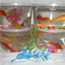 供应斗鱼杯。QQ鱼瓶。厂价直销水母杯。鱼缸。