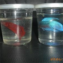 供应斗鱼杯。QQ鱼瓶。鱼缸。仓鼠杯