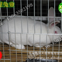 兔笼批发徐州兔笼厂徐州母子兔笼门商品兔笼门水泥兔笼门徐