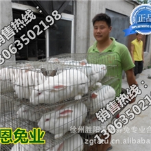 养殖獭兔培训基地