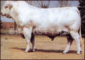 ?供应?肉牛、西门塔尔牛、夏洛莱牛