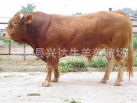 黄牛价格--肉牛价格--最新鲁西黄牛价格