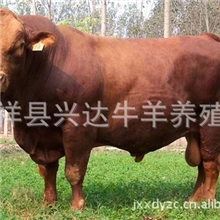 供应改良肉牛犊--西门塔尔牛--夏洛莱牛--鲁西黄牛