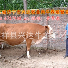 政府扶持西门塔尔牛养殖基地--西门塔尔牛价格低效益高