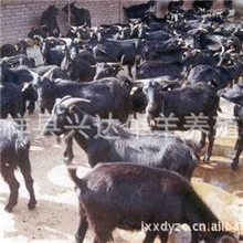 供应高质量波尔山羊--黑山羊