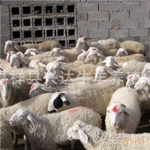 山东最大的小尾寒羊养殖场山东兴达牧业