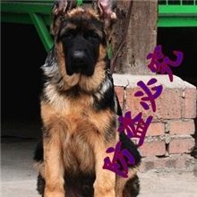 锤系德牧养殖基地出售的精品幼犬德牧多条