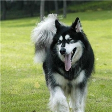 高品质阿拉斯加幼犬欢迎订购