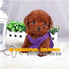 高品质茶杯泰迪幼犬出售中保品质健康