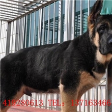 纯种德国牧羊犬,品相优,高品质、高智商的德国牧羊犬