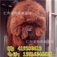 正规-大型-獒园-幼犬-待售-健康-质保-精品种公外配