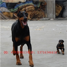 纯种高品质杜宾幼犬欢迎订购