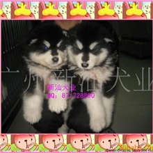 广州有阿拉斯加哪里有阿拉斯加繁殖场新兴犬业