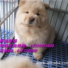 广州松狮犬照片广州松狮犬哪里有卖广州松狮犬批发狗市场