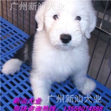 广州古牧犬价格多少广州古牧犬广州哪里有卖古牧犬大型犬古