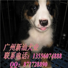 专业繁殖出售顶级伯恩山可视频看狗可见父母