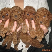 广州泰迪熊-广州哪里有卖纯种泰迪熊宠物狗买卖泰迪