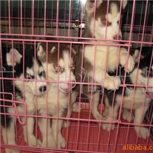广州哪里有纯种哈士奇哪里有宠物狗狗哈士奇价格