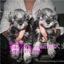 广州哪里有卖雪纳瑞纯种雪纳瑞多少钱欢迎上门挑选