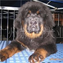 广州哪里有卖藏獒铁包金藏獒广州到哪里买藏獒纯种大狮头藏獒幼犬