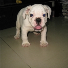 广州新兴狗场出售纯种纯白色英国斗牛健康保障欢迎视频看狗
