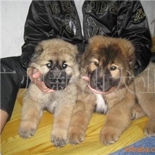 广州哪里有卖纯种高加索新汕狗场专业繁殖高加索