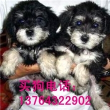 上海长期供应批发大中小型犬雪纳瑞犬纯种幼犬白胡子黑银色狗狗