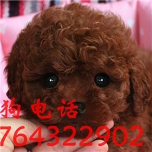 上海哪里可以买到泰迪熊上海迷你泰迪犬正宗红棕色活体宠物狗狗