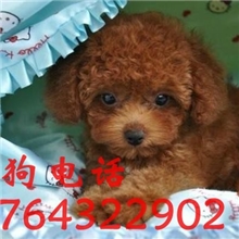 上海哪里有卖狗狗上海狗狗养殖市场批发市场贵宾狗狗泰迪犬多窝