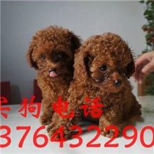 上海泰迪犬多少钱上海到哪能买到泰迪贵宾红棕色巧克力色迷你狗