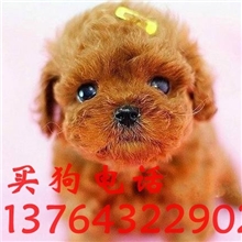 上海哪里出售泰迪,全国货到付款包运费免邮支持空运保证正宗贵宾