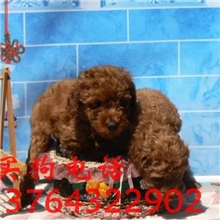 上海全国支持空运泰迪熊犬幼犬宠物狗崽崽长不大迷你玩具贵宾