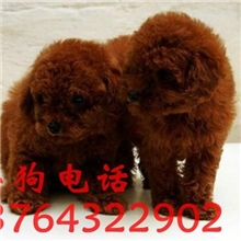 全国货到付款_茶杯泰迪价格出售贵宾狗_玩具泰迪熊_宠物公母选购