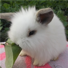 兔兔宠物兔垂耳兔安哥拉道奇兔厂家特价批发健康活泼