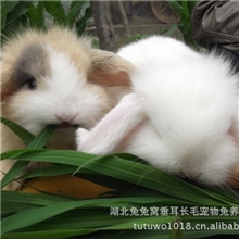 厂家批发超可爱垂耳兔宠物兔安哥拉道奇兔兔品质优价格实惠