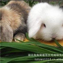 供应垂耳兔宠物兔兔纯白垂耳安哥拉猫猫兔厂家批发疫苗已打
